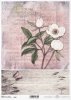 peonia, peonie, kwiat, biały, biel, deska, deski, motyl, R988, peony, peonies, flower, board, butterfly, white peony, background, Pfingstrose, Blume, Brett, Schmetterling, weißen Pfingstrose, Hintergrund, Aquarellflecken, peonia, flor, tabla, mariposa, co
